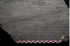 Foto (Detailansicht) von Sigillaria elongata Brongniart (NHMW-GEO-2024-0188-11053)